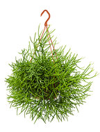 Rhipsalis Heteroclada hangplant 55 cm (Koraalcactus)