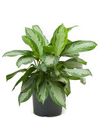 Aglaonema silver bay S kamerplant