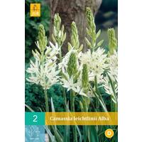 Camassia leichtlinii alba 2 bollen