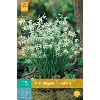 Ornithogalum nutansKnikkende vogelmelk