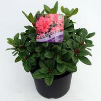 Rododendron (Rhododendron Repens "Scarlet Wonder") heester - 20-25 cm - 1 stuks