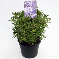 Plantenwinkel.nl Dwerg rododendron (Rhododendron "Night Sky") heester - 20-25 cm - 1 stuks