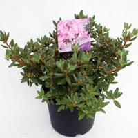 Dwerg rododendron (Rhododendron "Ramapo") heester - 20-25 cm - 1 stuks