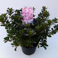 Rododendron (Rhododendron Japonica "Kermesina Rose") heester - 30-35 cm - 1 stuks