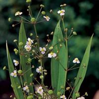 Slanke waterweegbree (Alisma lanceolata) moerasplant - 6 stuks