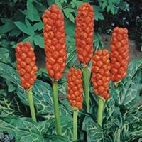 Moeringswaterplanten Italiaanse aronskelk (Arum Italicum) moerasplant - 6 stuks