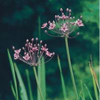 Moeringswaterplanten Zwanenbloem (Butomus umbellatus) moerasplant - 6 stuks