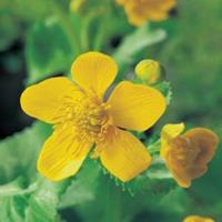 Dotterbloem (Caltha palustris) moerasplant - 6 stuks