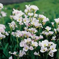 Moeringswaterplanten Pinksterbloem (Cardamine pratensis) moerasplant - 6 stuks