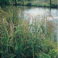 Moeringswaterplanten Hangende zegge (Carex pendula) moerasplant - 6 stuks