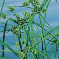 Moeringswaterplanten Parapluplant (Cyperus alternifolius) moerasplant - 6 stuks