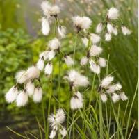 Moeringswaterplanten Veenpluis (Eriophorum angustifolium) moerasplant - 6 stuks