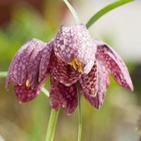 Moeringswaterplanten Kievitsbloem (Fritillaria meleagris) moerasplant - 6 stuks