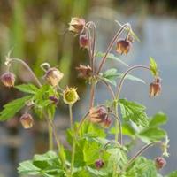 Moeringswaterplanten Knikkend nagelkruid (Geum rivale) moerasplant - 6 stuks