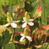 Moeringswaterplanten Bonte moerasanemoon (Houttuynia cordata â€œChameleonâ€) moerasplant - 6 stuks