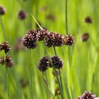 Moeringswaterplanten Zwaardrus (Juncus ensifolius) moerasplant - 6 stuks