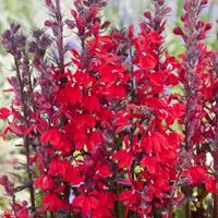 Moeringswaterplanten Rode lobelia (Lobelia cardinalis) moerasplant - 6 stuks