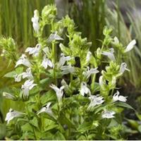 Moeringswaterplanten Witte Virginische lobelia (Lobelia siphilitica â€œAlbaâ€) moerasplant - 6 stuks