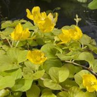 Moeringswaterplanten Goud penningkruid (Lysimachia nummularia â€œaureaâ€) moerasplant - 6 stuks