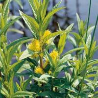 Moeringswaterplanten Moeraswederik (Lysimachia thyrsiflora) moerasplant - 6 stuks