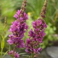 Moeringswaterplanten Grote kattenstaart (Lythrum salicaria) moerasplant - 6 stuks