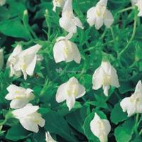 Moeringswaterplanten Witte mazus (Mazus reptans alba) moerasplant - 6 stuks