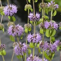 Moeringswaterplanten Polei (Mentha pulegium) moerasplant - 6 stuks