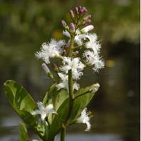 Moeringswaterplanten Waterdrieblad (Menyanthes Trifoliata) moerasplant - 6 stuks