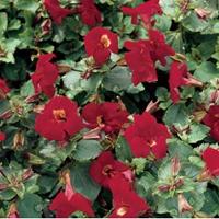 Moeringswaterplanten Rode maskerbloem (Mimulus â€œBonfire redâ€) moerasplant - 6 stuks