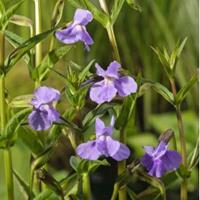 Moeringswaterplanten Blauwe maskerbloem (Mimulus ringens) moerasplant - 6 stuks