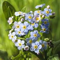 Moeringswaterplanten Moerasvergeet-mij-nietje (Myosotis Palustris) moerasplant - 6 stuks