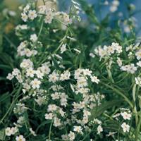 Moeringswaterplanten Wit moerasvergeet-mij-nietje (Myosotis palustris â€œalbaâ€) moerasplant - 6 stuks