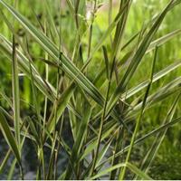 Moeringswaterplanten Kanariegras (Phalaris arundinacea â€œPictaâ€) moerasplant - 6 stuks