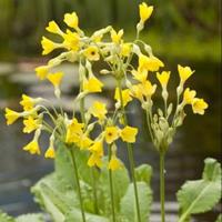 Moeringswaterplanten Moerassleutelbloem (Primula florindae) moerasplant - 6 stuks