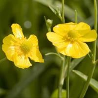 Grote boterbloem (Ranunculus lingua) moerasplant - 6 stuks