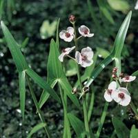 Moeringswaterplanten Pijlkruid (Sagittaria sagittifolia) moerasplant - 6 stuks