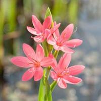 Moeringswaterplanten Roze kafferlelie (Schizostylis coccinea â€œMrs Hegartyâ€) moerasplant - 6 stuks