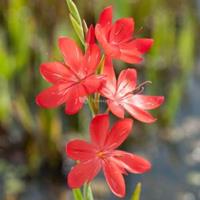 Moeringswaterplanten Rode kafferlelie (Schizostylis coccinea â€œMajorâ€) moerasplant - 6 stuks