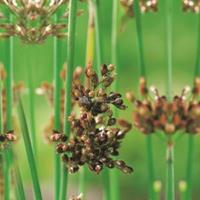 Moeringswaterplanten Mattenbies (Scirpus lacustris) moerasplant - 6 stuks