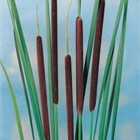 Moeringswaterplanten Kleine lisdodde (Typha angustifolia) moerasplant - 6 stuks