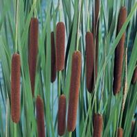 Moeringswaterplanten Grote lisdodde (Typha latifolia) moerasplant - 6 stuks