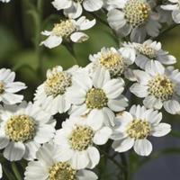 Moeringswaterplanten Wilde bertram (Achillea ptarmica) moerasplant - 6 stuks