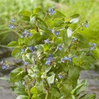 Moeringswaterplanten Beekpunge (Veronica beccabunga) moerasplant - 6 stuks