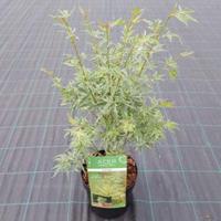 Plantenwinkel.nl Japanse esdoorn (Acer palmatum "Butterfly") heester - 50-60 cm - 1 stuks