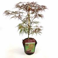 Plantenwinkel.nl Japanse esdoorn (Acer palmatum "Garnet") heester - 50-60 cm - 1 stuks