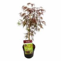 Plantenwinkel.nl Japanse esdoorn (Acer palmatum "Inaba Shidare") heester - 50-60 cm - 1 stuks