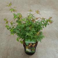 Plantenwinkel.nl Japanse esdoorn (Acer palmatum "Little Princess") heester - 40-50 cm - 1 stuks