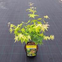 Plantenwinkel.nl Japanse esdoorn (Acer palmatum "Orange Dream") heester - 50-60 cm - 1 stuks