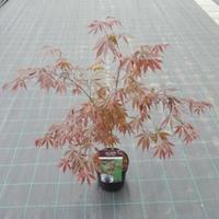 Plantenwinkel.nl Japanse esdoorn (Acer palmatum "Sumi-Nagashi") heester