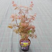 Japanse esdoorn (Acer palmatum "Trompenburg") heester